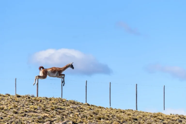 guanaco